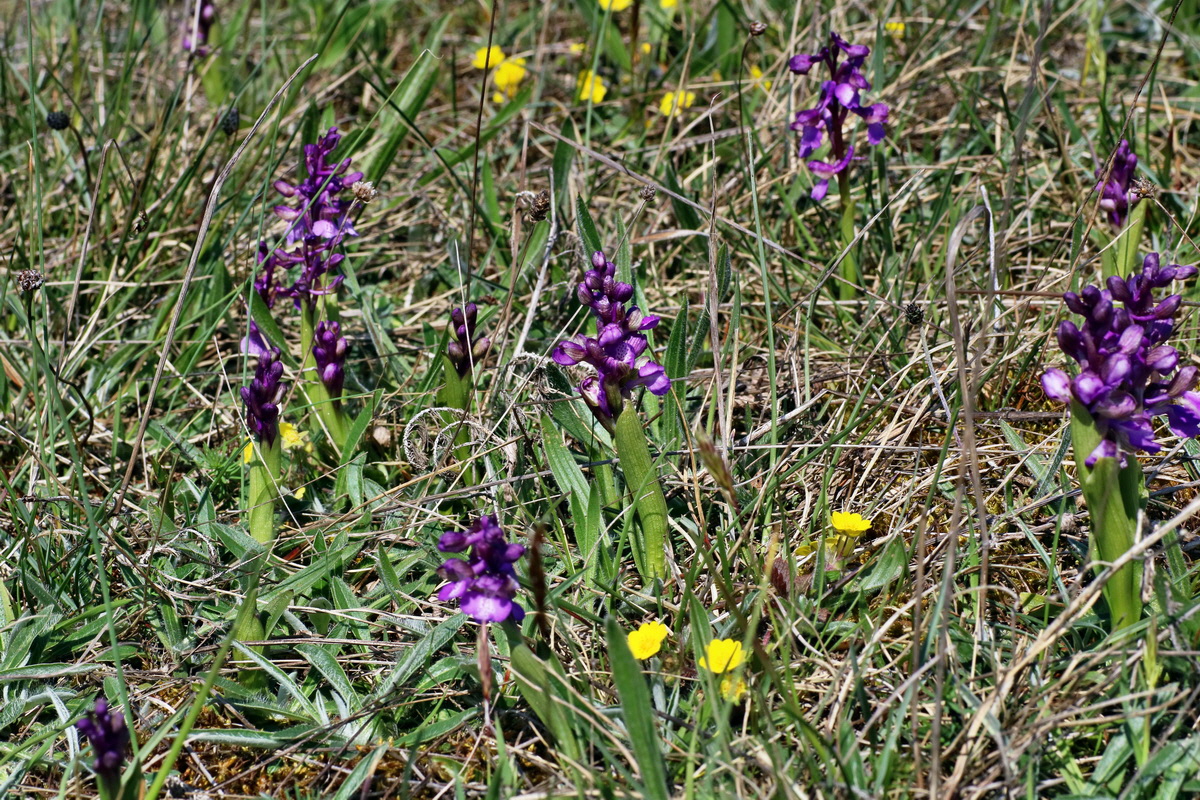 IMG-2016-04-21-00012810p_Bildgr��e �ndern