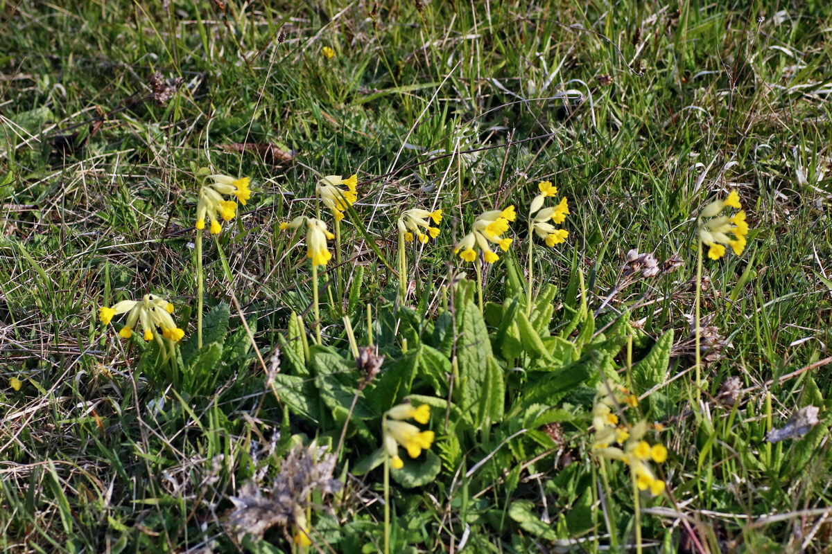 IMG-2016-04-29-00012935p_Bildgr��e �ndern