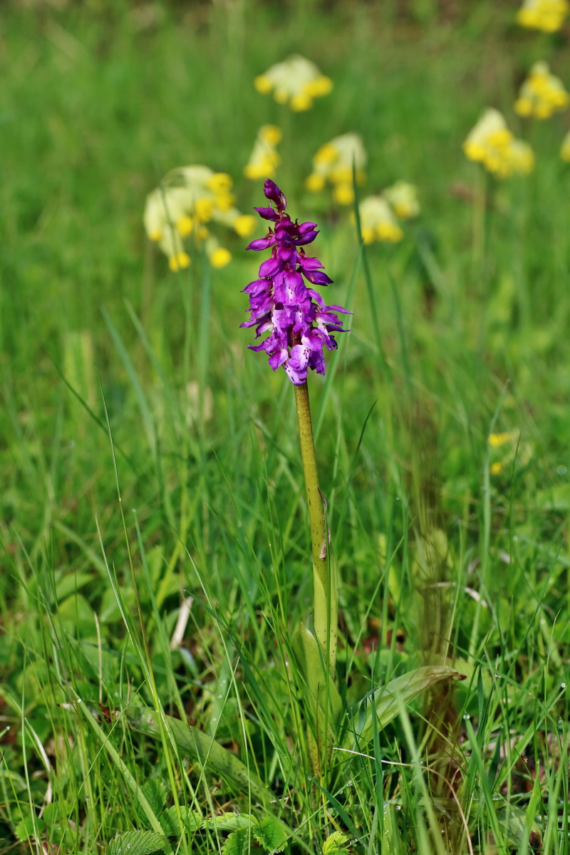 IMG-2016-04-29-00012950p_Bildgr��e �ndern