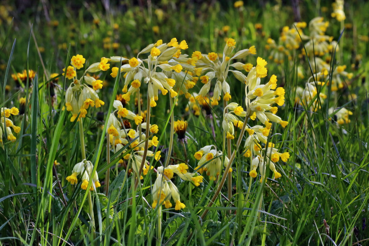 IMG-2016-04-29-00013002p_Bildgr��e �ndern