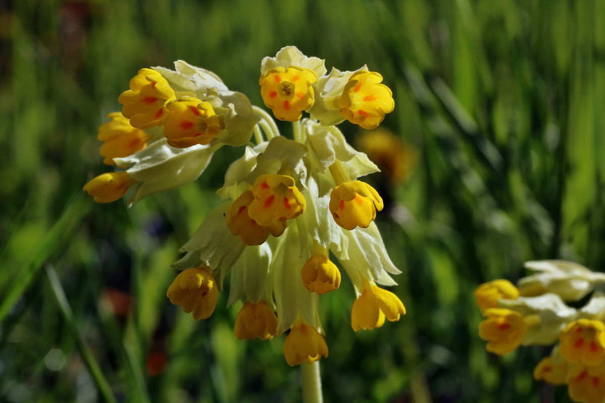 IMG-2016-04-29-00013007p_Bildgr��e �ndern