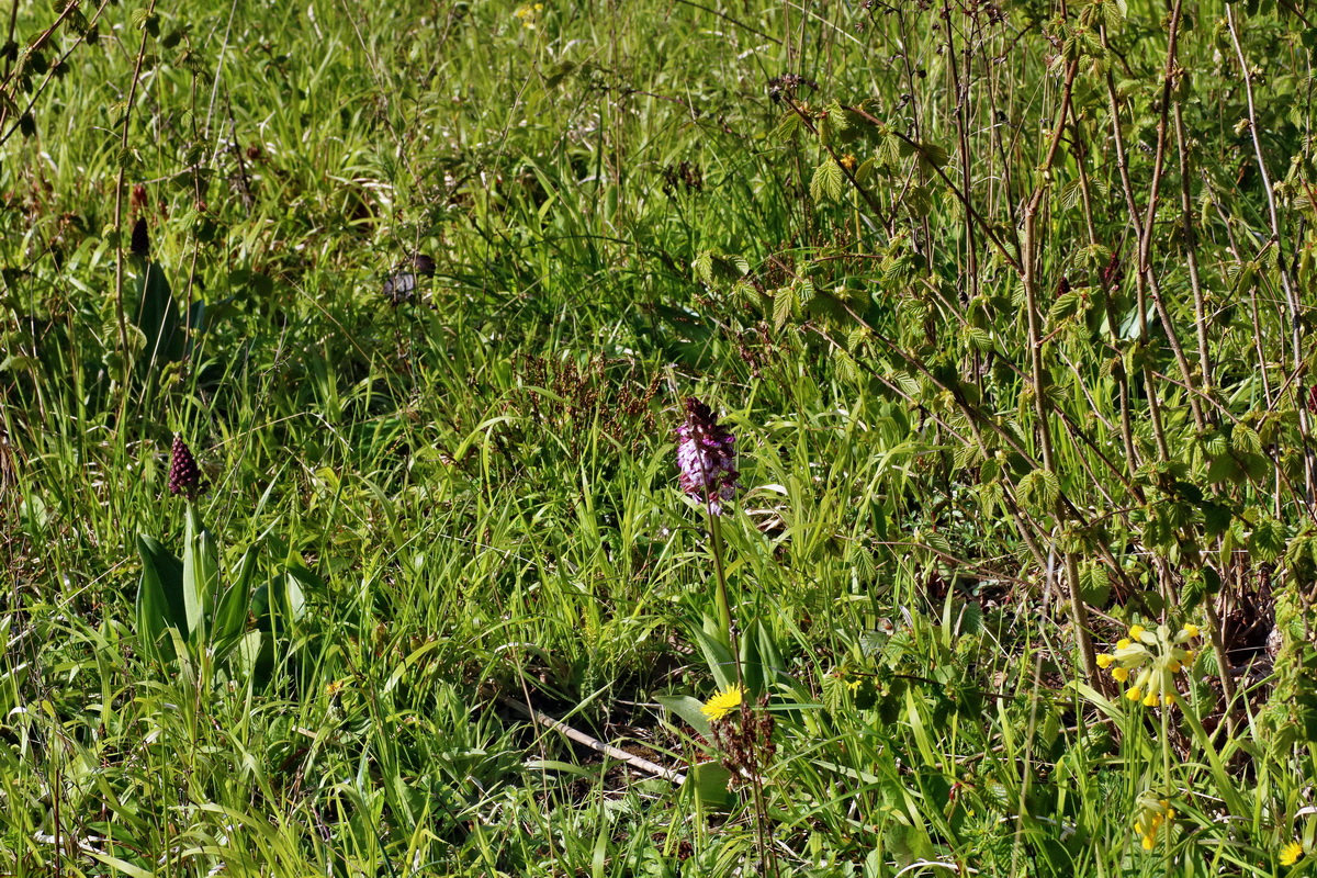 IMG-2016-04-29-00013109p_Bildgr��e �ndern