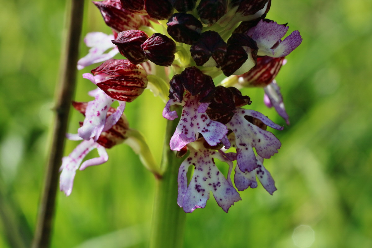 IMG-2016-04-29-00013116p_Bildgr��e �ndern