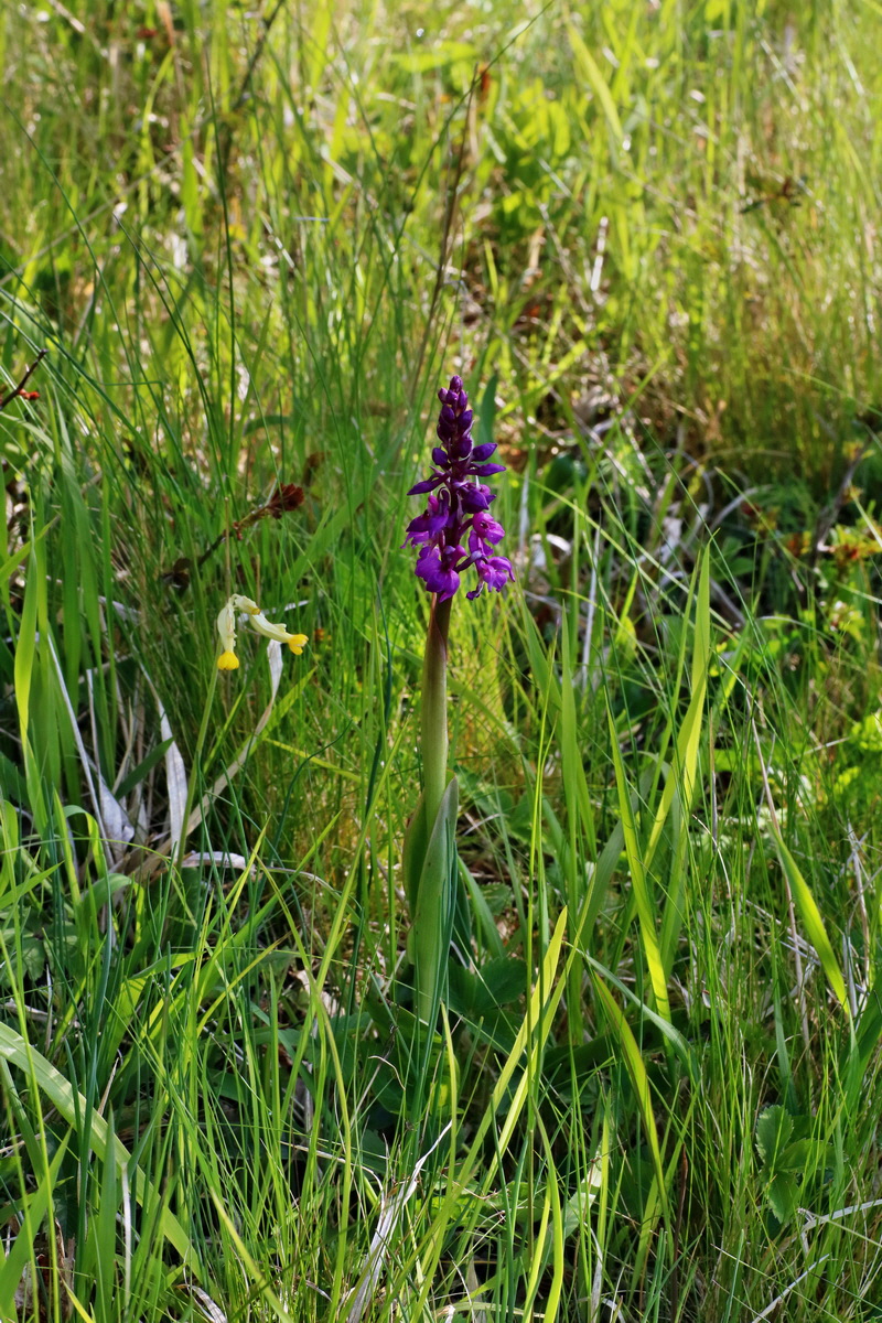 IMG-2016-04-29-00013130p_Bildgr��e �ndern