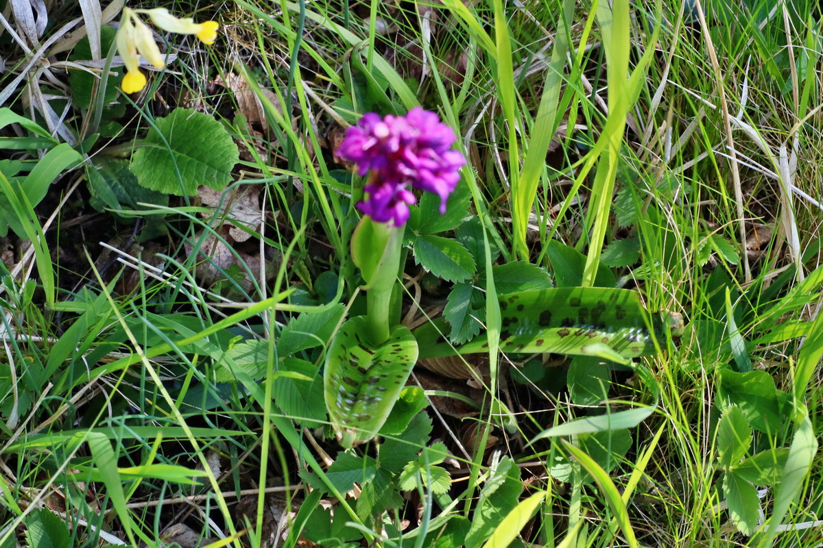 IMG-2016-04-29-00013140p_Bildgr��e �ndern