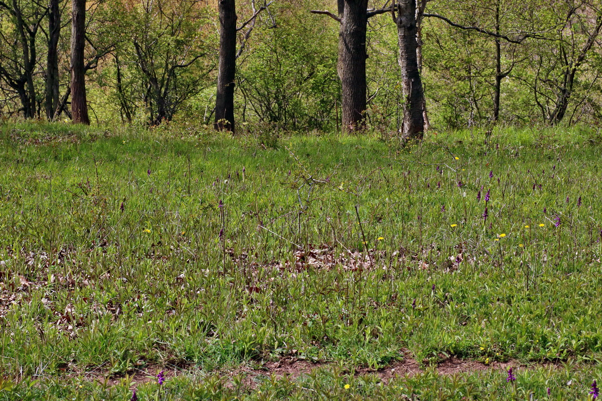 IMG-2016-04-29-00013161p_Bildgr��e �ndern