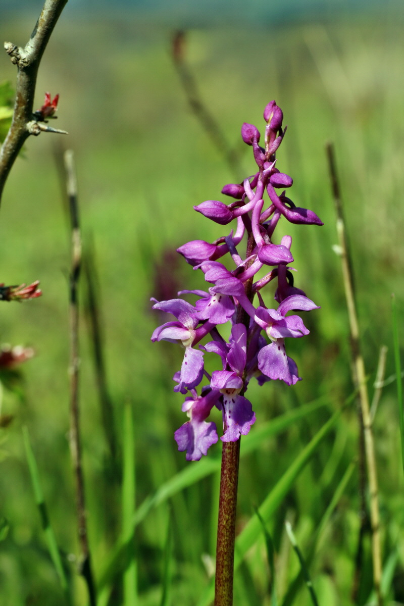 IMG-2016-04-29-00013165p_Bildgr��e �ndern