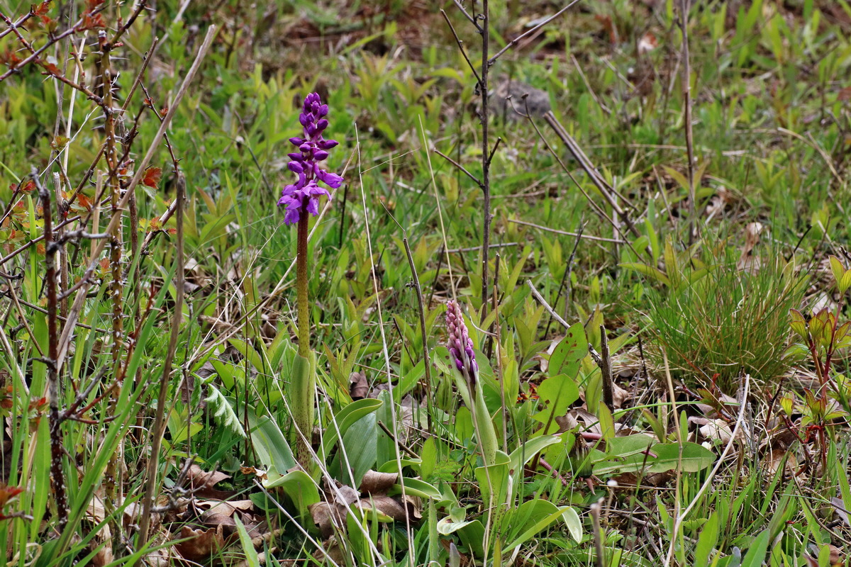 IMG-2016-04-29-00013176p_Bildgr��e �ndern