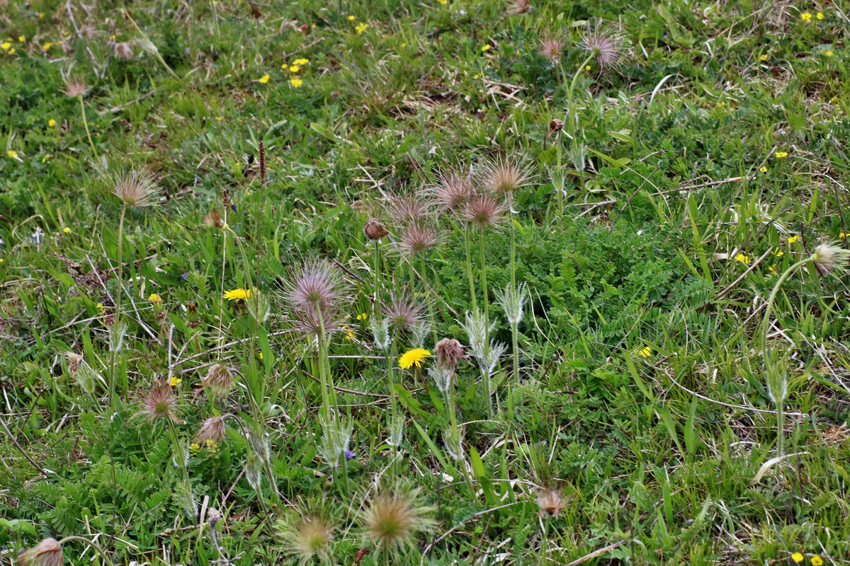 IMG-2016-04-30-00013306p_Bildgr��e �ndern