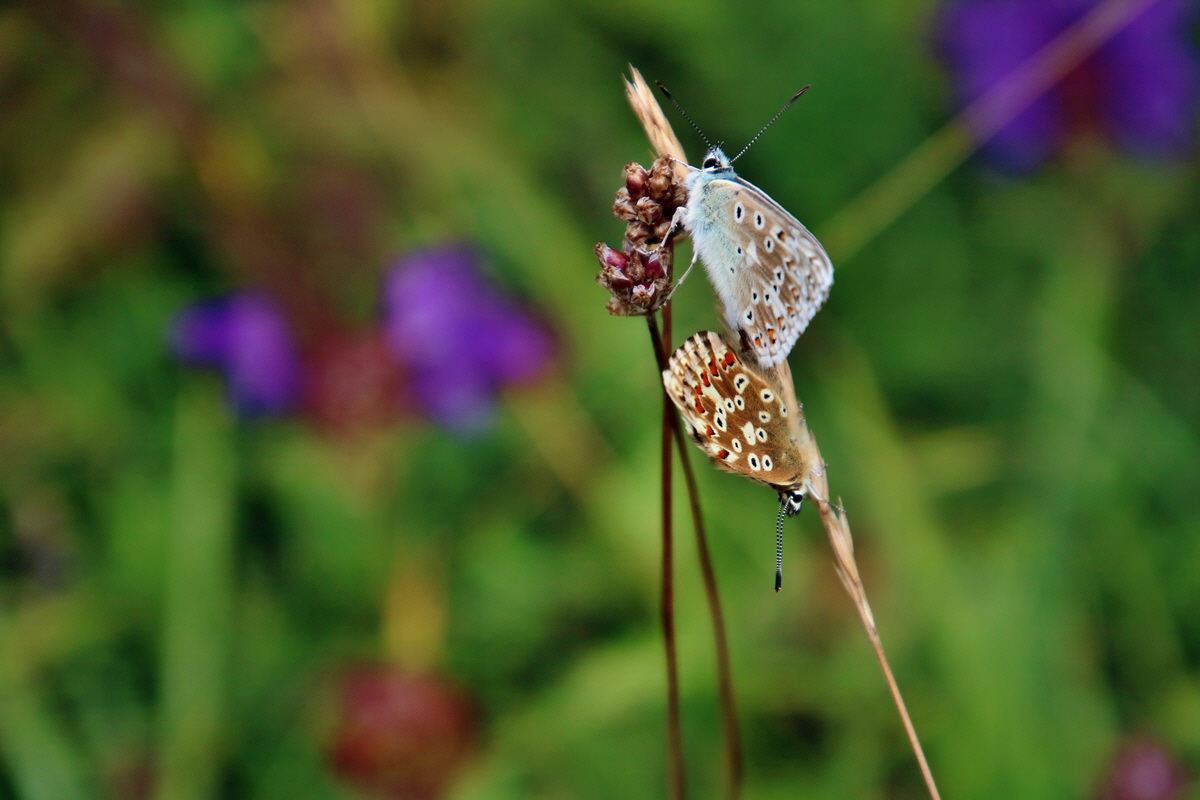 IMG-2016-07-18-00020695p_Bildgr��e �ndern