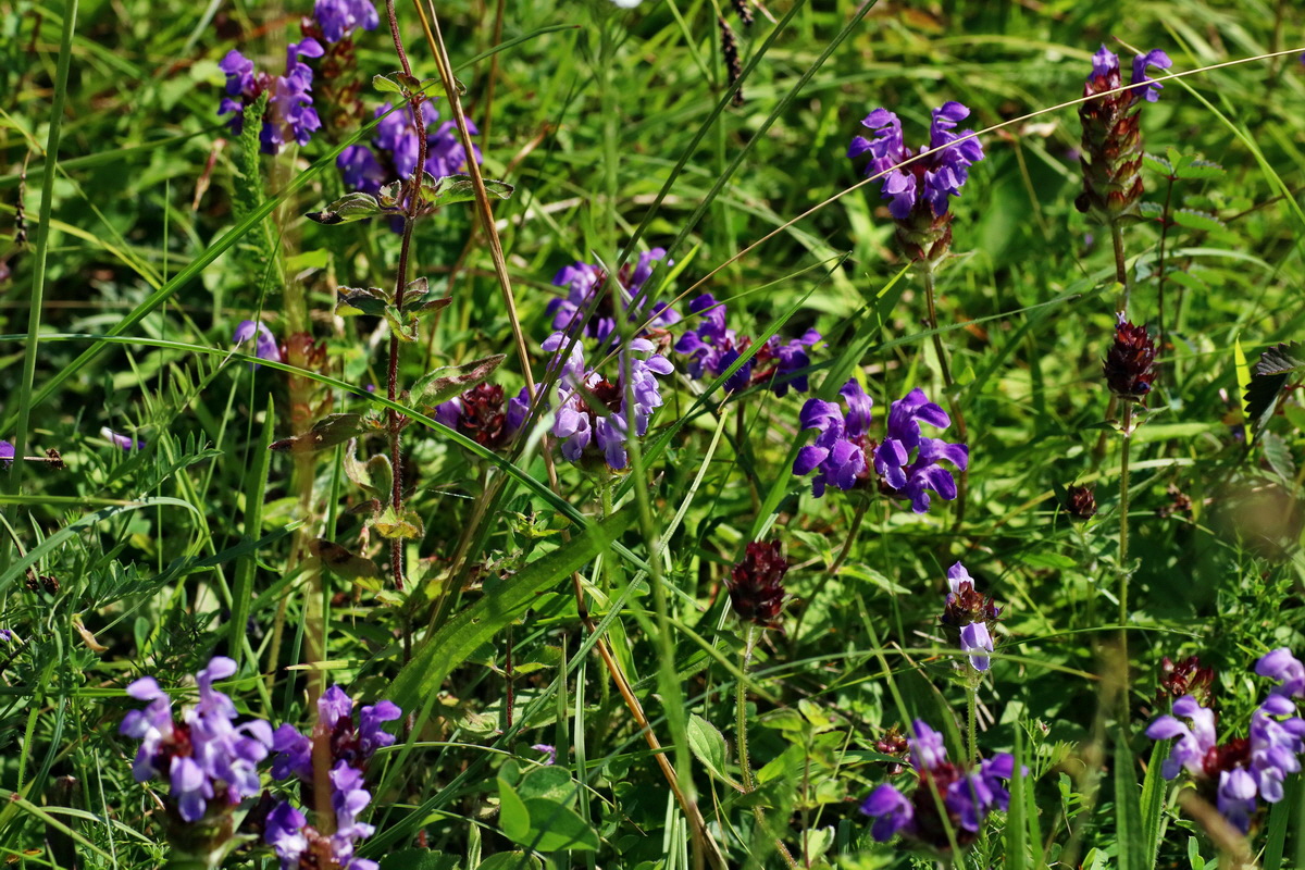 IMG-2016-07-18-00020703p_Bildgr��e �ndern