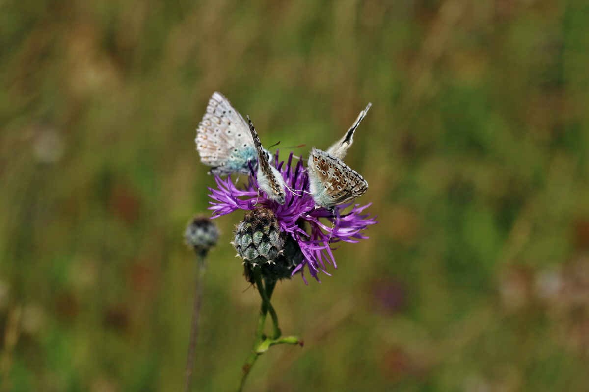 IMG-2016-07-18-00020737p_Bildgr��e �ndern