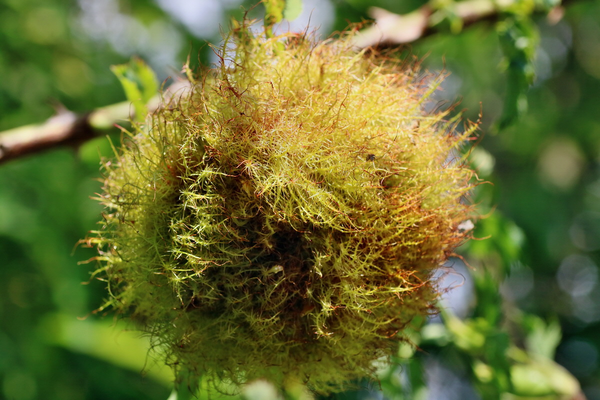 IMG-2016-07-18-00020748p_Bildgr��e �ndern