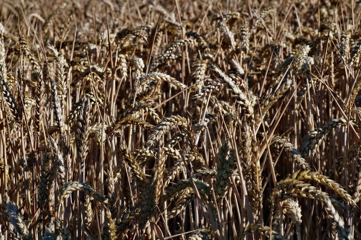 IMG-2016-07-19-00020757p_Bildgr��e �ndern