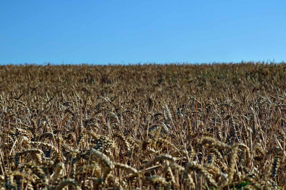 IMG-2016-07-19-00020760p_Bildgr��e �ndern