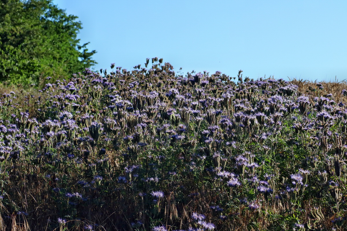 IMG-2016-07-19-00020761p_Bildgr��e �ndern