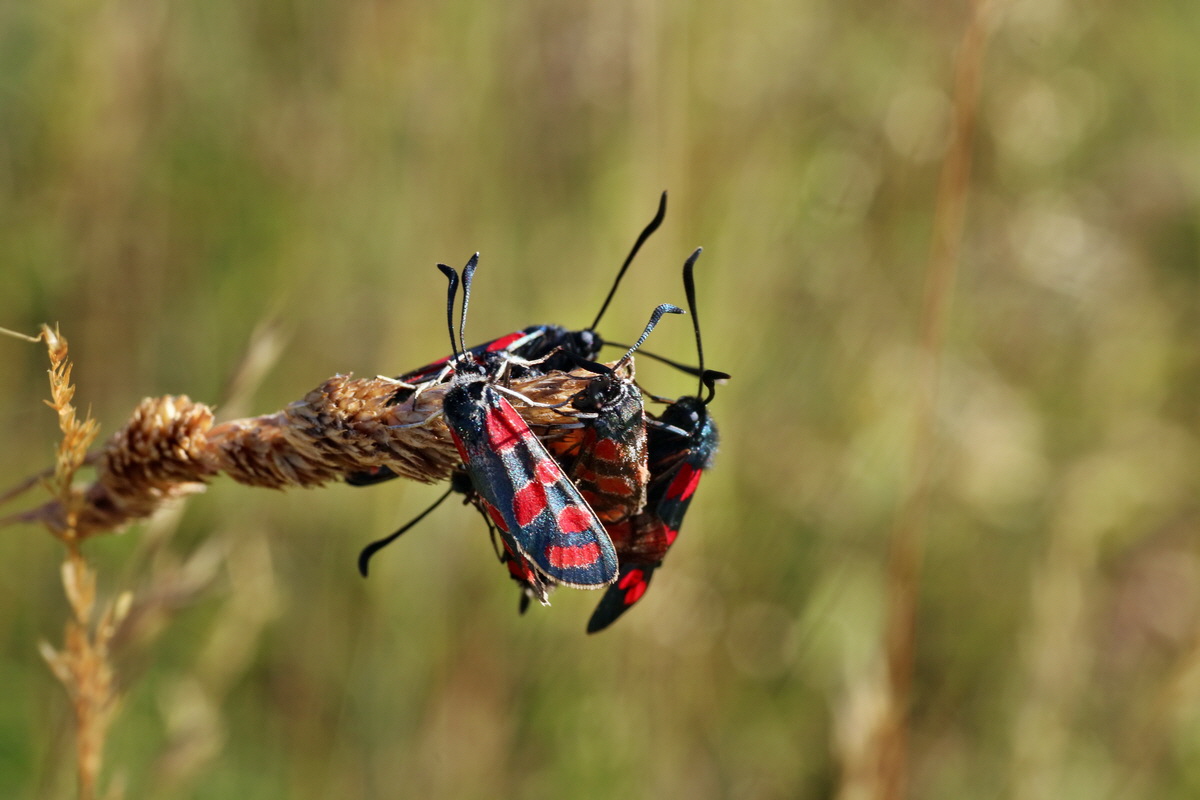 IMG-2016-07-19-00020764p_Bildgr��e �ndern