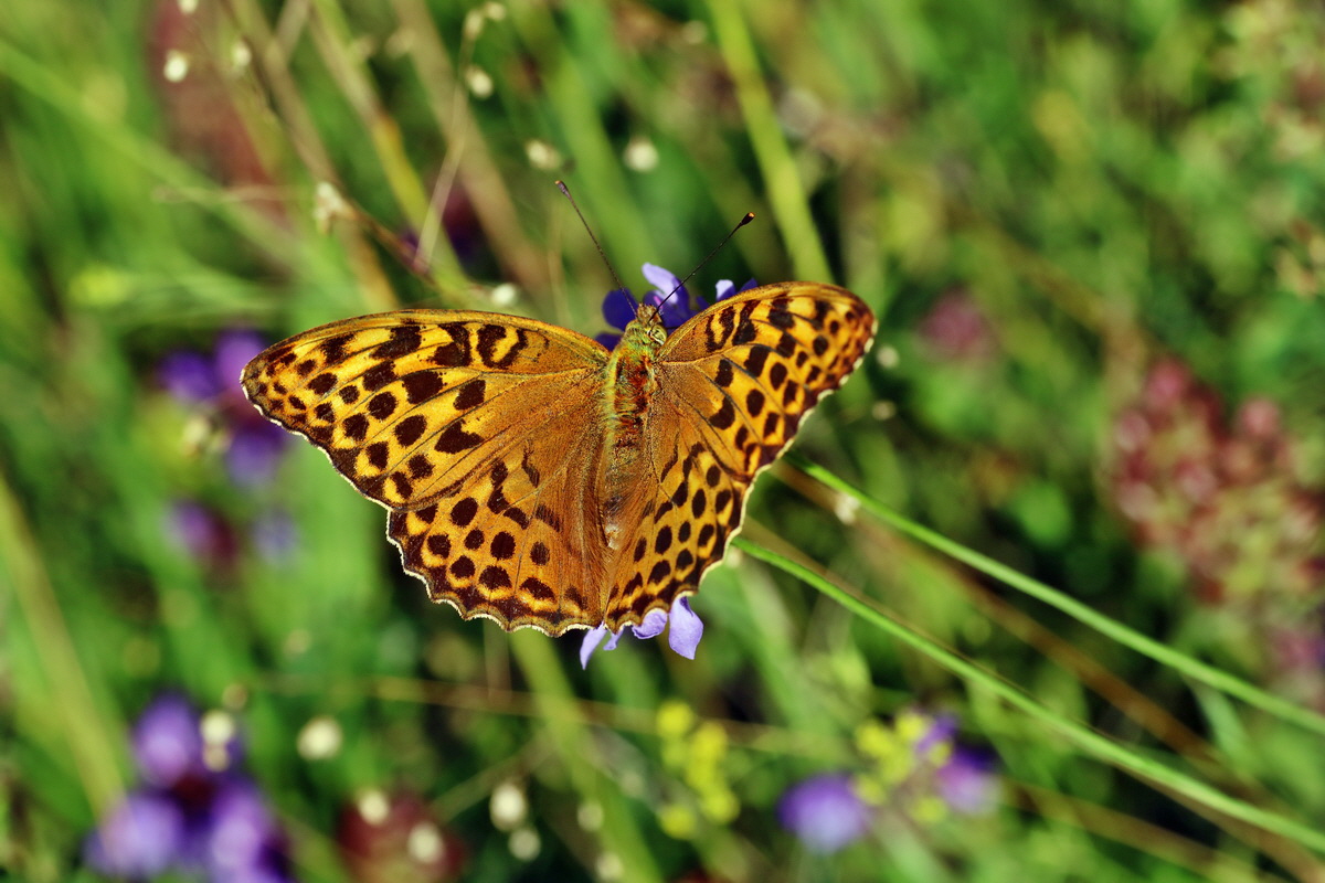 IMG-2016-07-19-00020791p_Bildgr��e �ndern