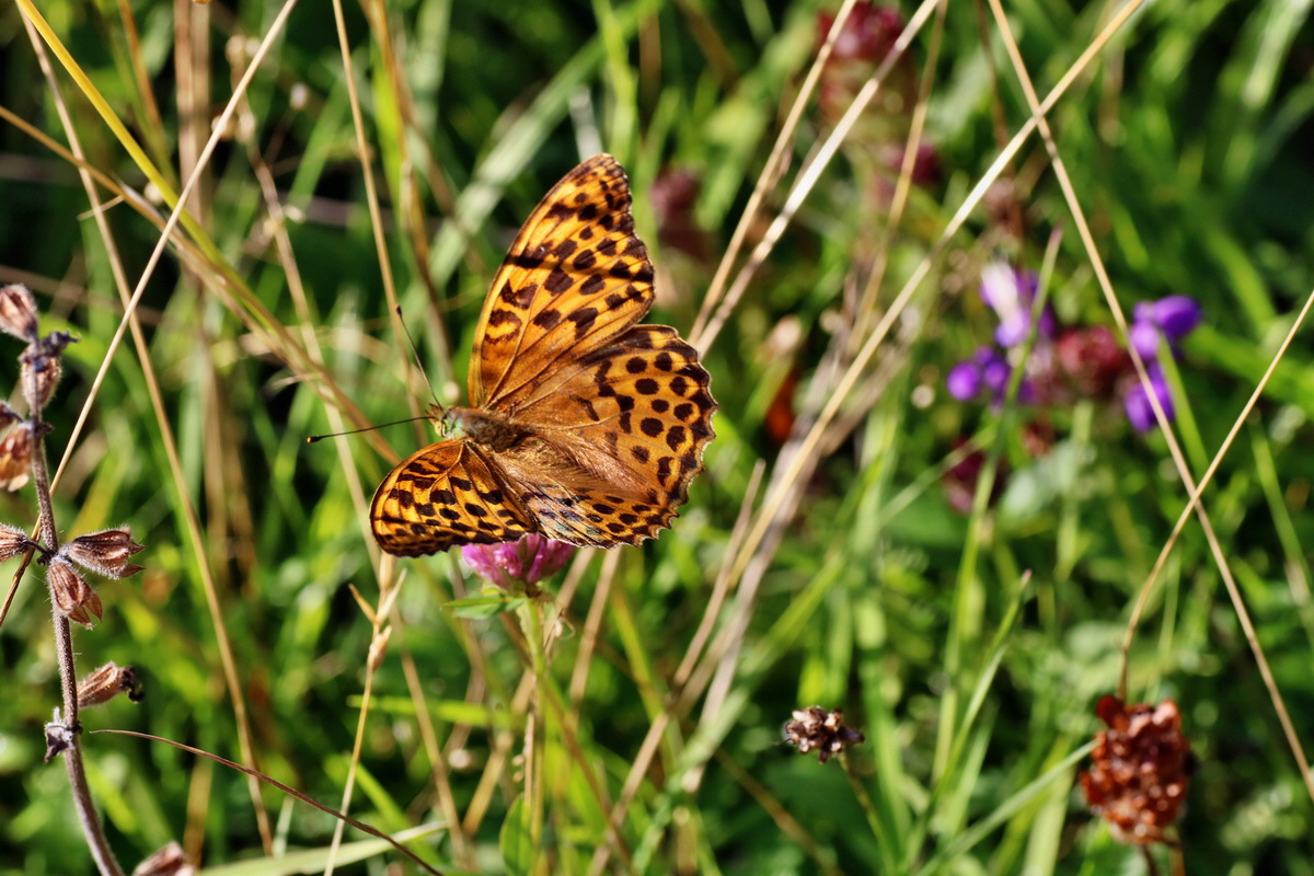 IMG-2016-07-19-00020807p_Bildgr��e �ndern