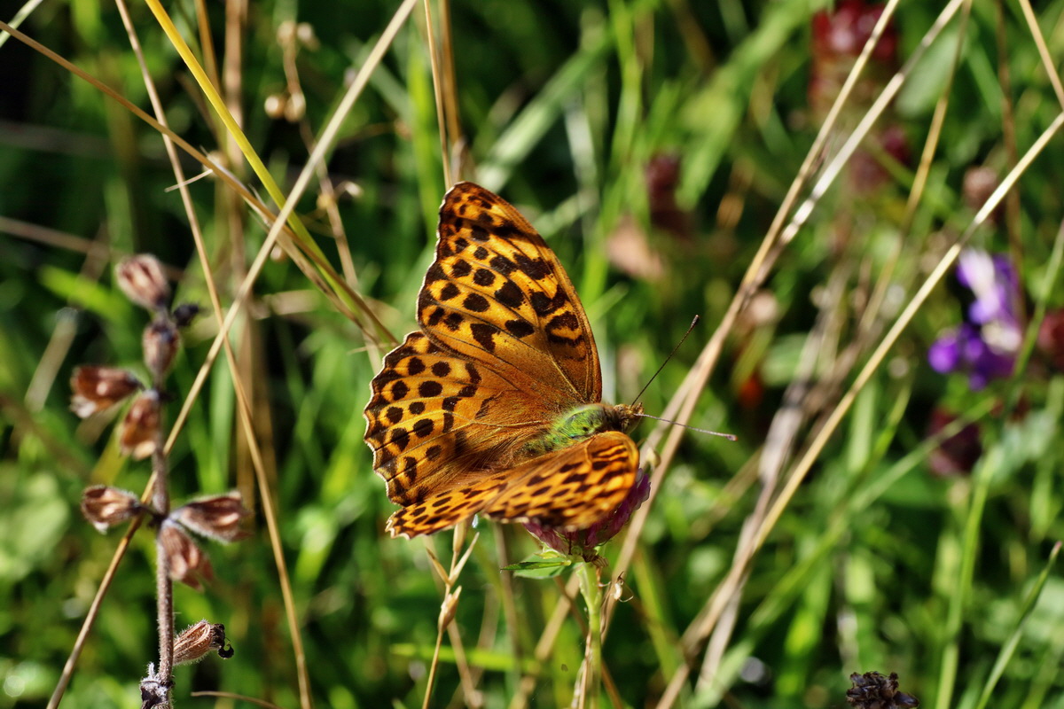 IMG-2016-07-19-00020810p_Bildgr��e �ndern