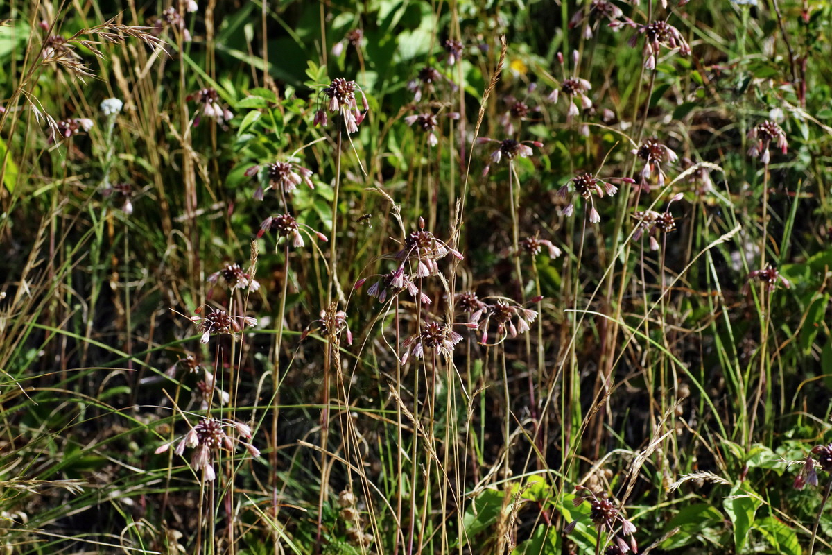 IMG-2016-07-19-00020817p_Bildgr��e �ndern