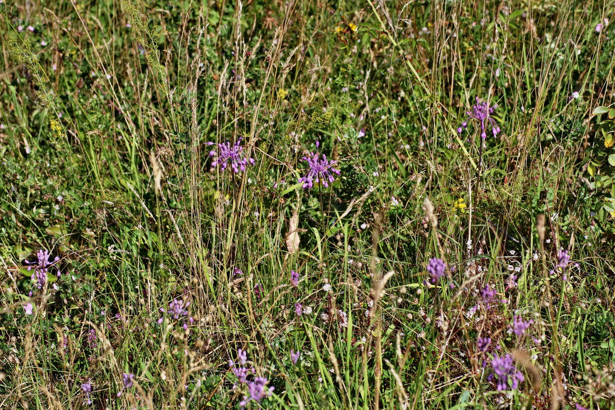 IMG-2016-07-19-00020845p_Bildgr��e �ndern