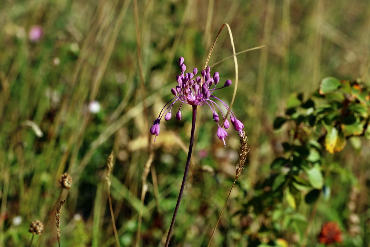 IMG-2016-07-19-00020851p_Bildgr��e �ndern