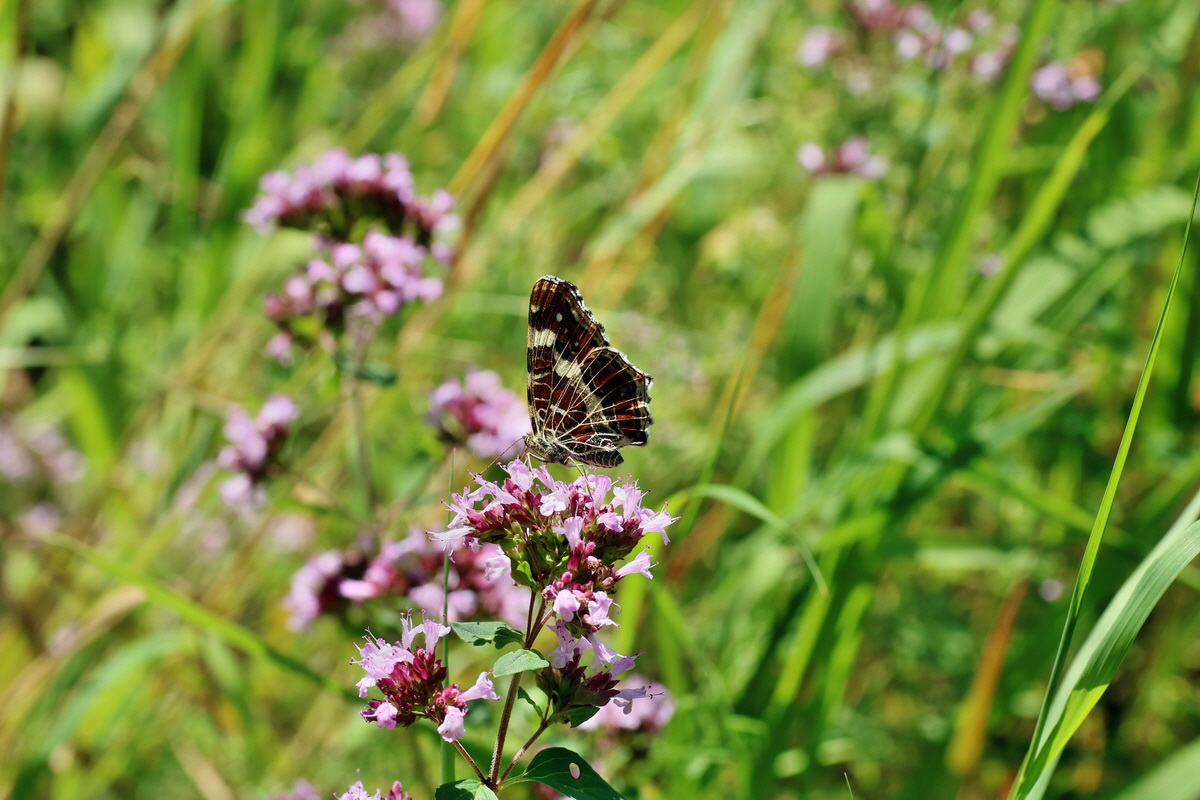 IMG-2016-07-24-00021098p_Bildgr��e �ndern