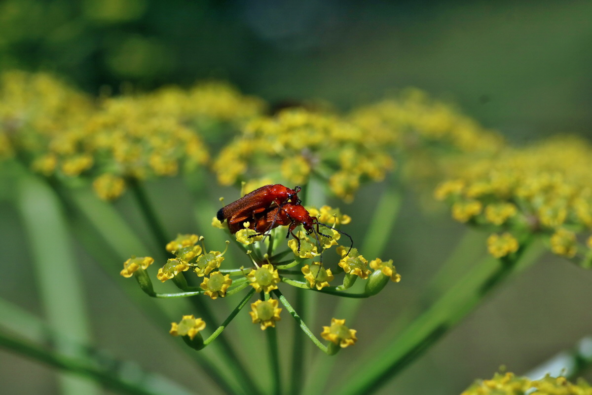 IMG-2016-07-24-00021181p_Bildgr��e �ndern