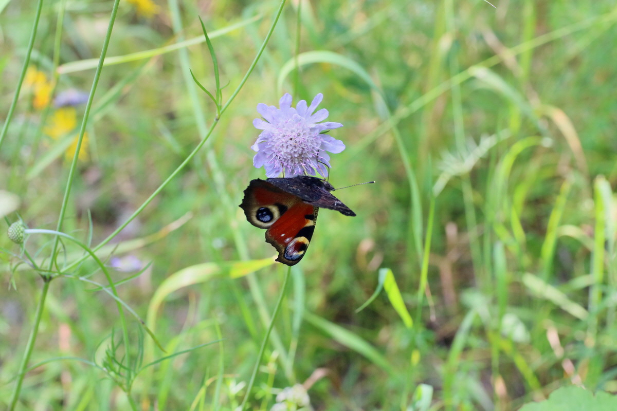 IMG-2016-07-24-00021186p_Bildgr��e �ndern