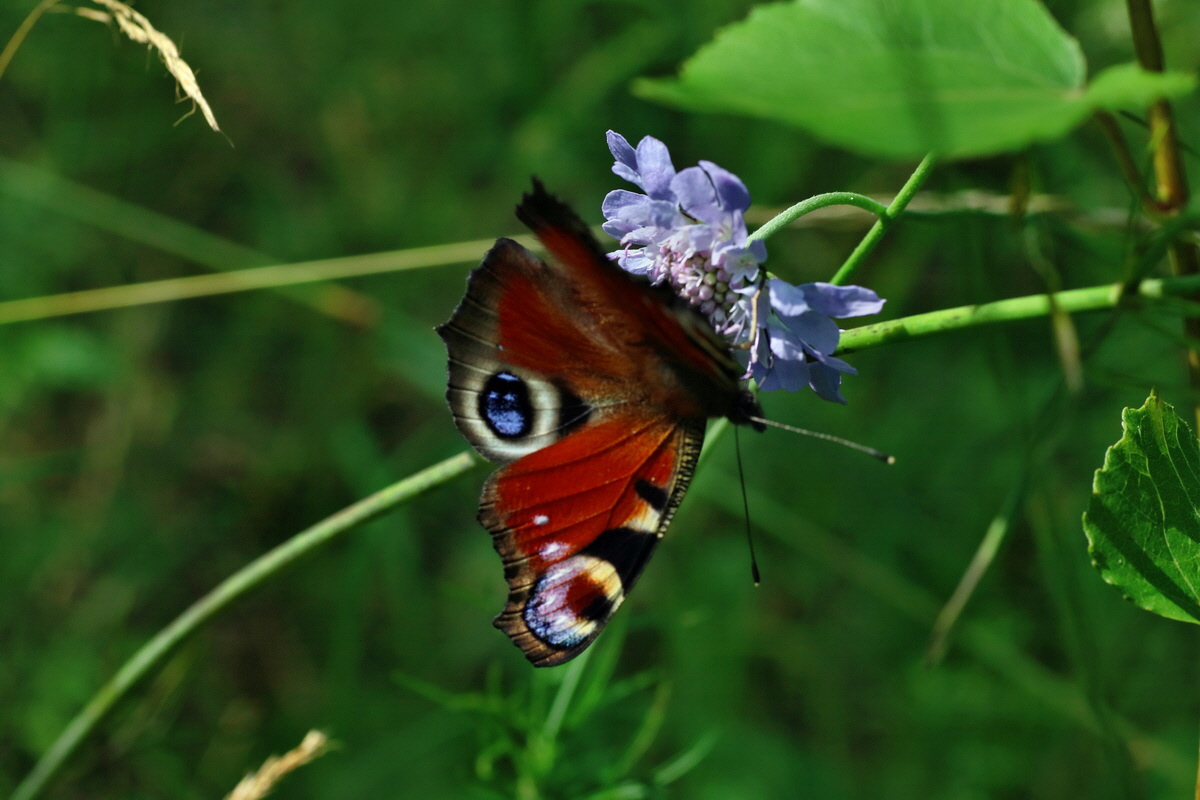 IMG-2016-07-24-00021202p_Bildgr��e �ndern