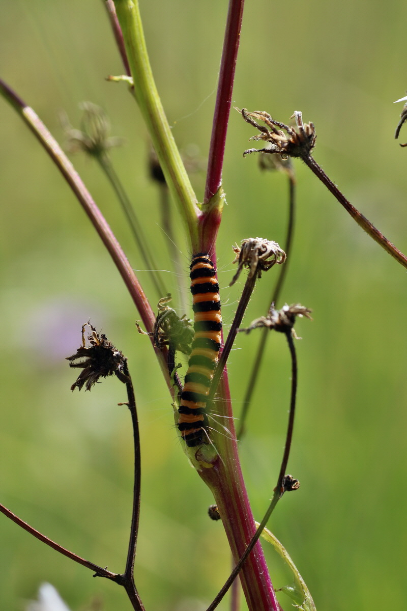 IMG-2016-07-24-00021341p_Bildgr��e �ndern