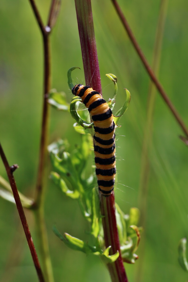 IMG-2016-07-24-00021342p_Bildgr��e �ndern