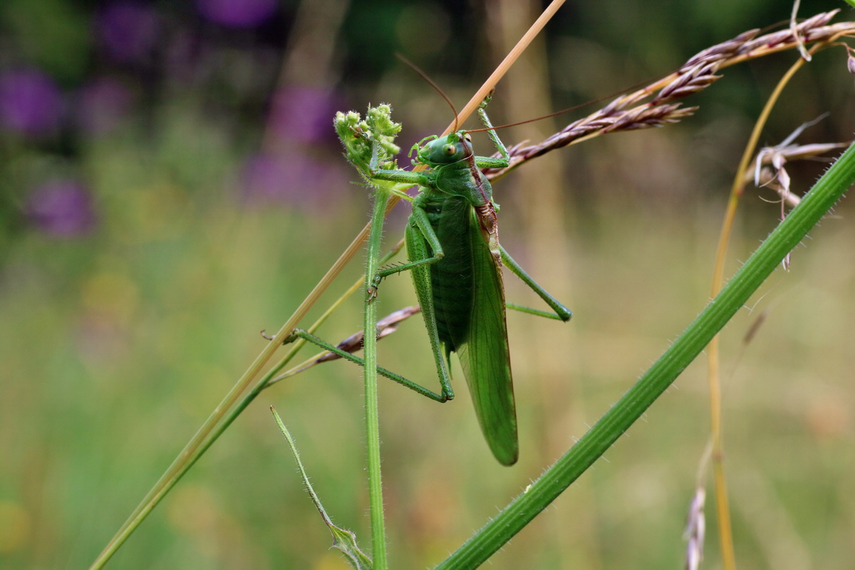 IMG-2016-07-24-00021369p_Bildgr��e �ndern