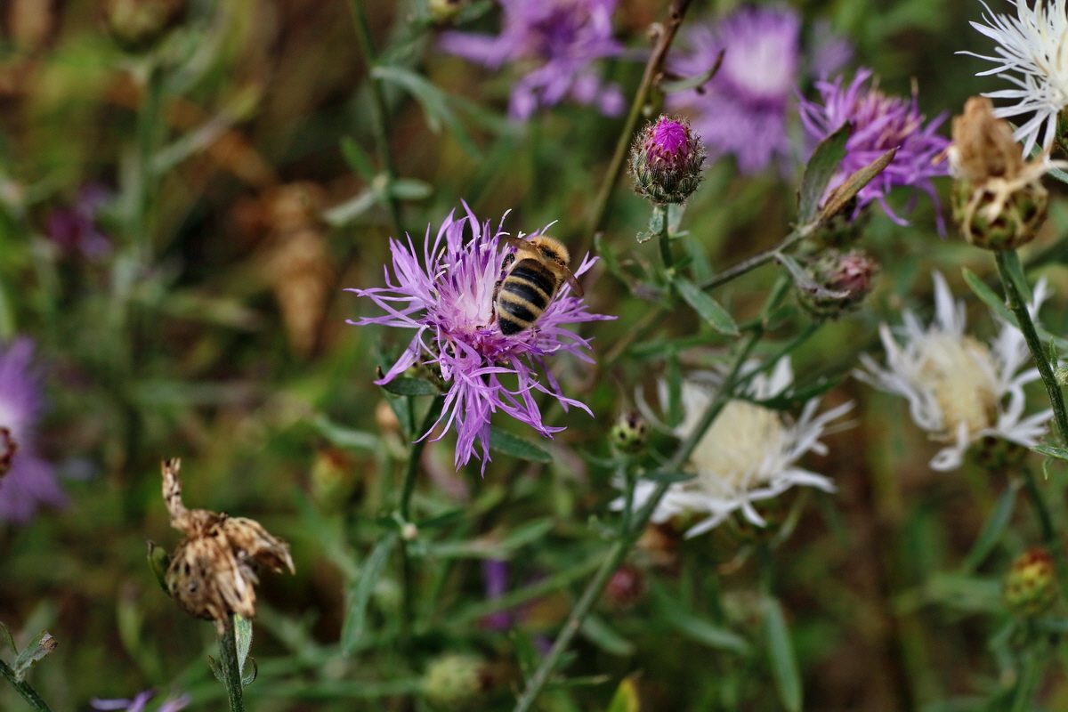 IMG-2016-07-24-00021371p_Bildgr��e �ndern