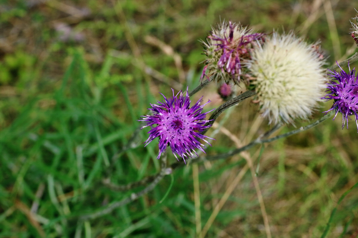 IMG-2016-07-24-00021379p_Bildgr��e �ndern