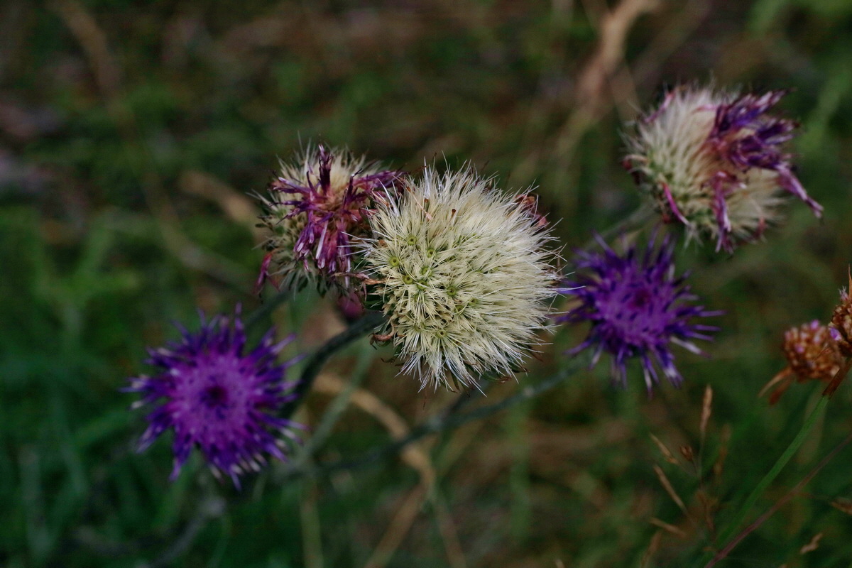 IMG-2016-07-24-00021381p_Bildgr��e �ndern