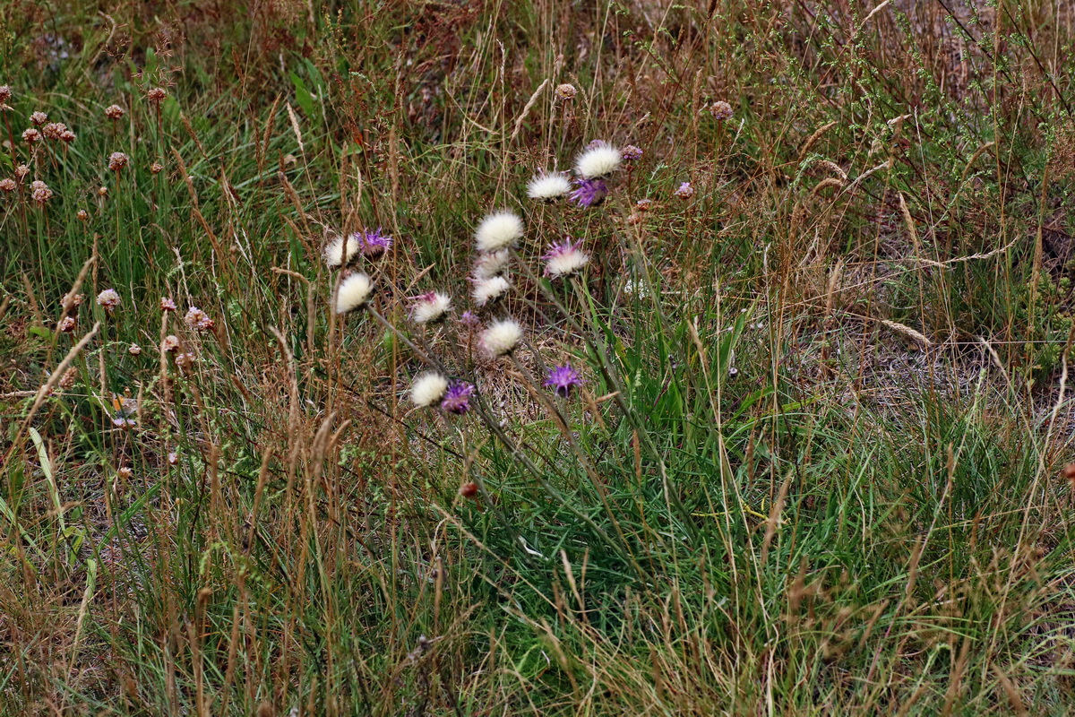 IMG-2016-07-24-00021391p_Bildgr��e �ndern