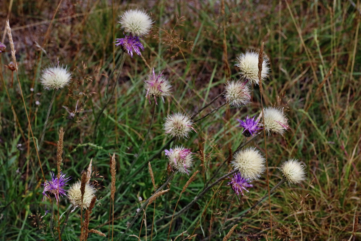 IMG-2016-07-24-00021399p_Bildgr��e �ndern