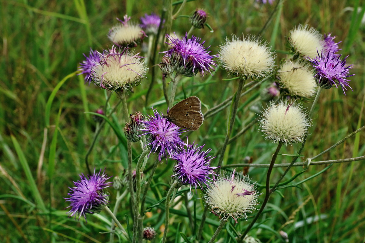 IMG-2016-07-24-00021406p_Bildgr��e �ndern