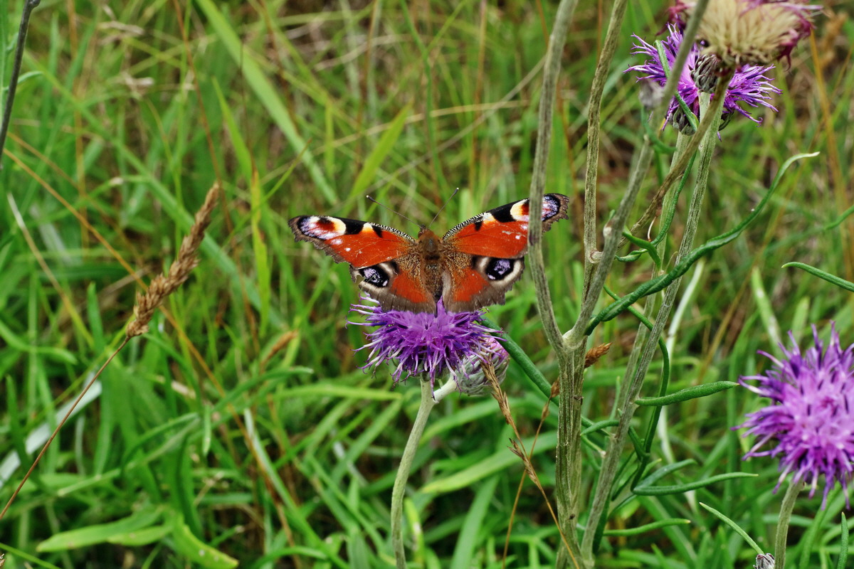 IMG-2016-07-24-00021409p_Bildgr��e �ndern