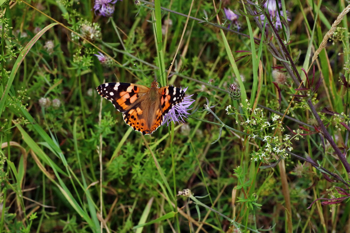 IMG-2016-07-24-00021420p_Bildgr��e �ndern