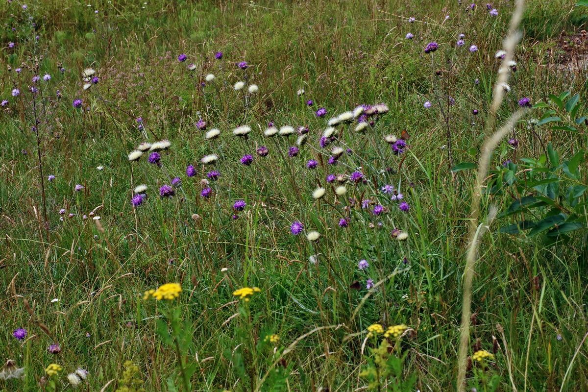 IMG-2016-07-24-00021425p_Bildgr��e �ndern