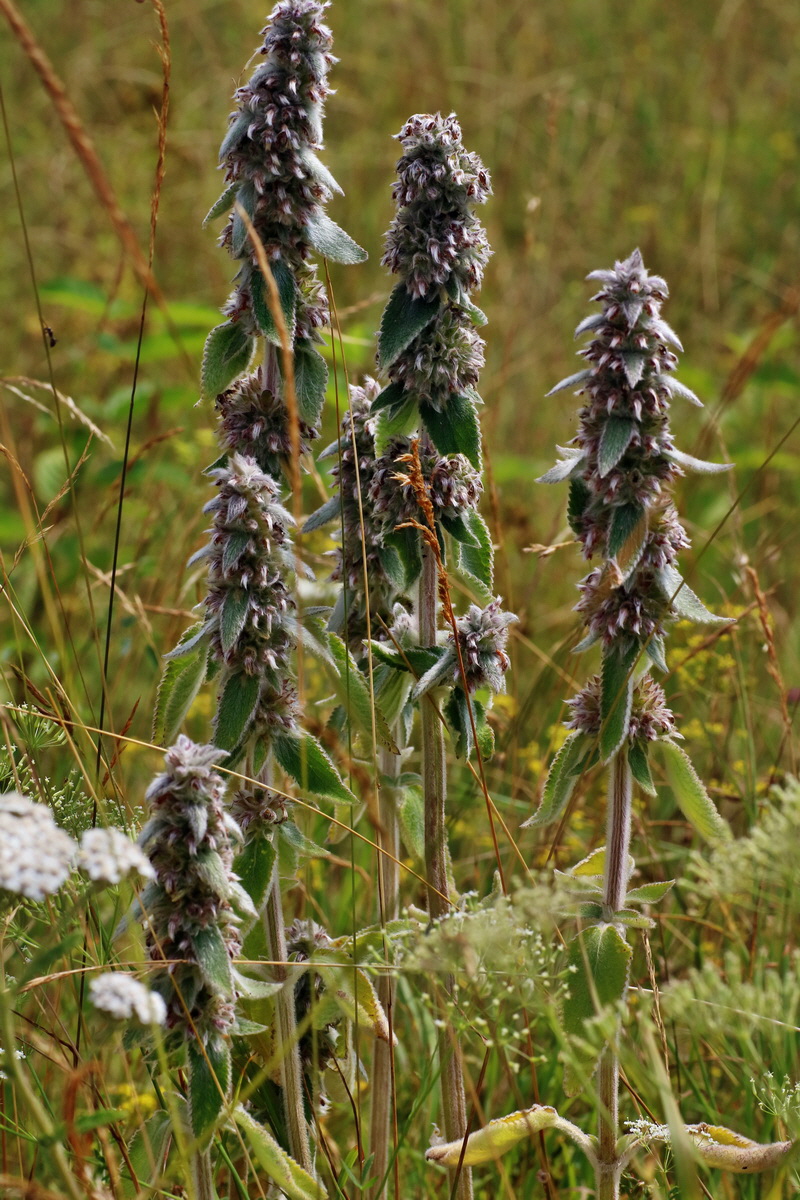 IMG-2016-07-24-00021428p_Bildgr��e �ndern