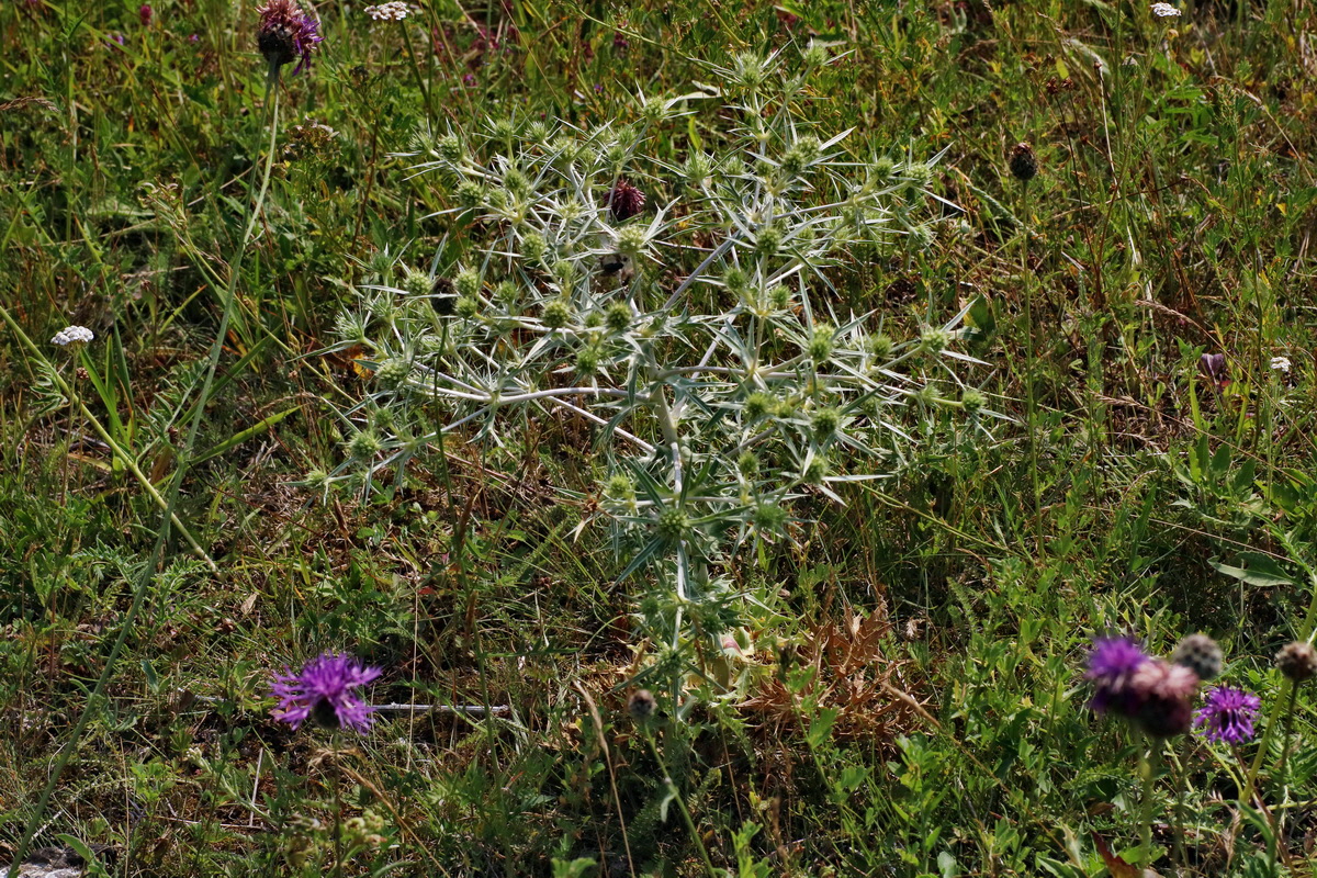 IMG-2016-07-24-00021435p_Bildgr��e �ndern