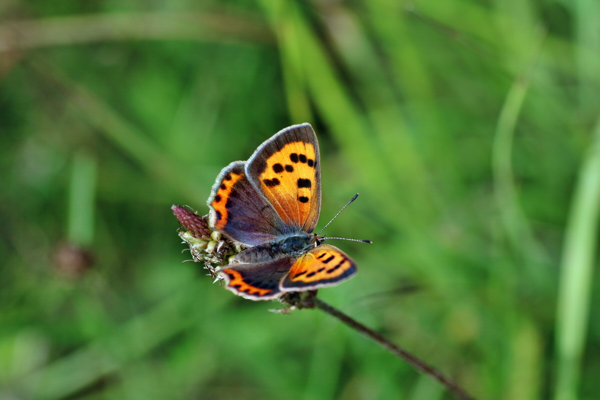 2016_07_31_025749p_Bildgr��e �ndern