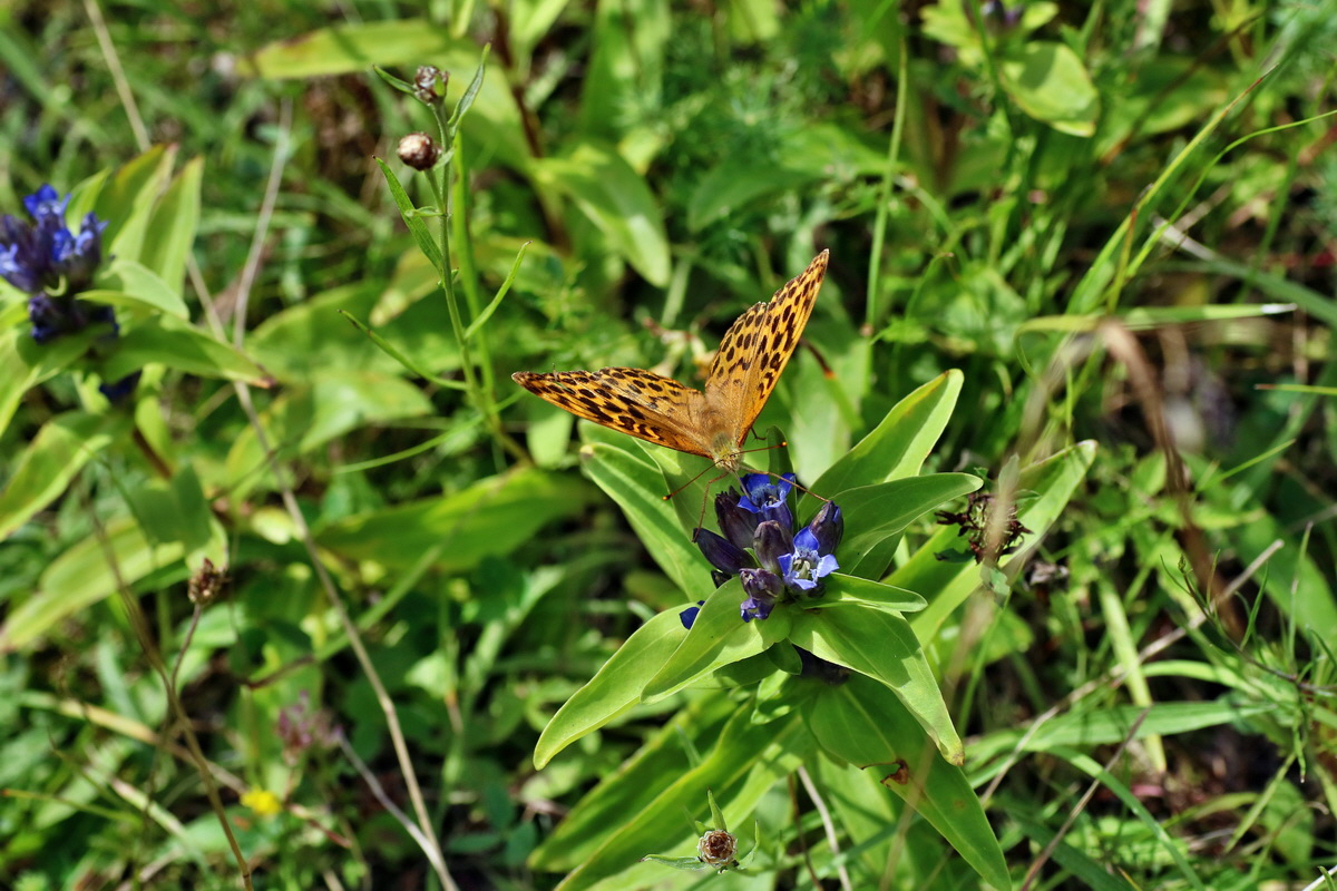 2016_07_31_025768p_Bildgr��e �ndern