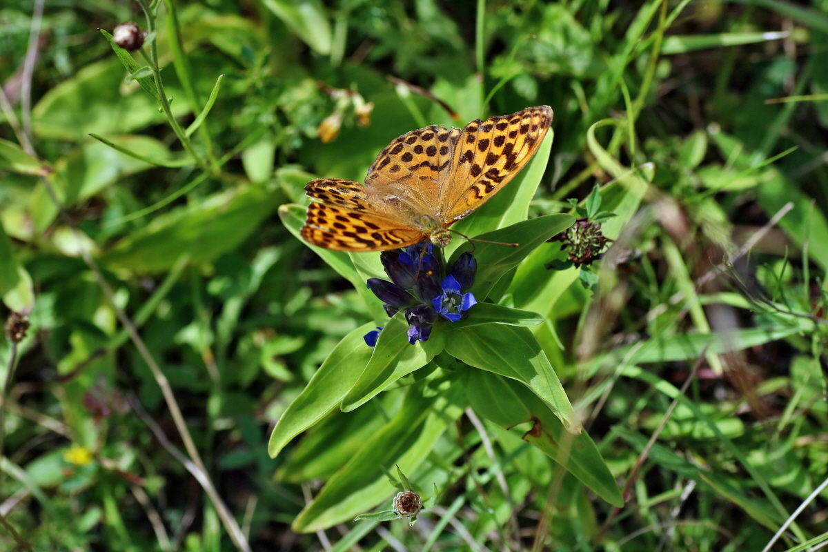 2016_07_31_025784p_Bildgr��e �ndern