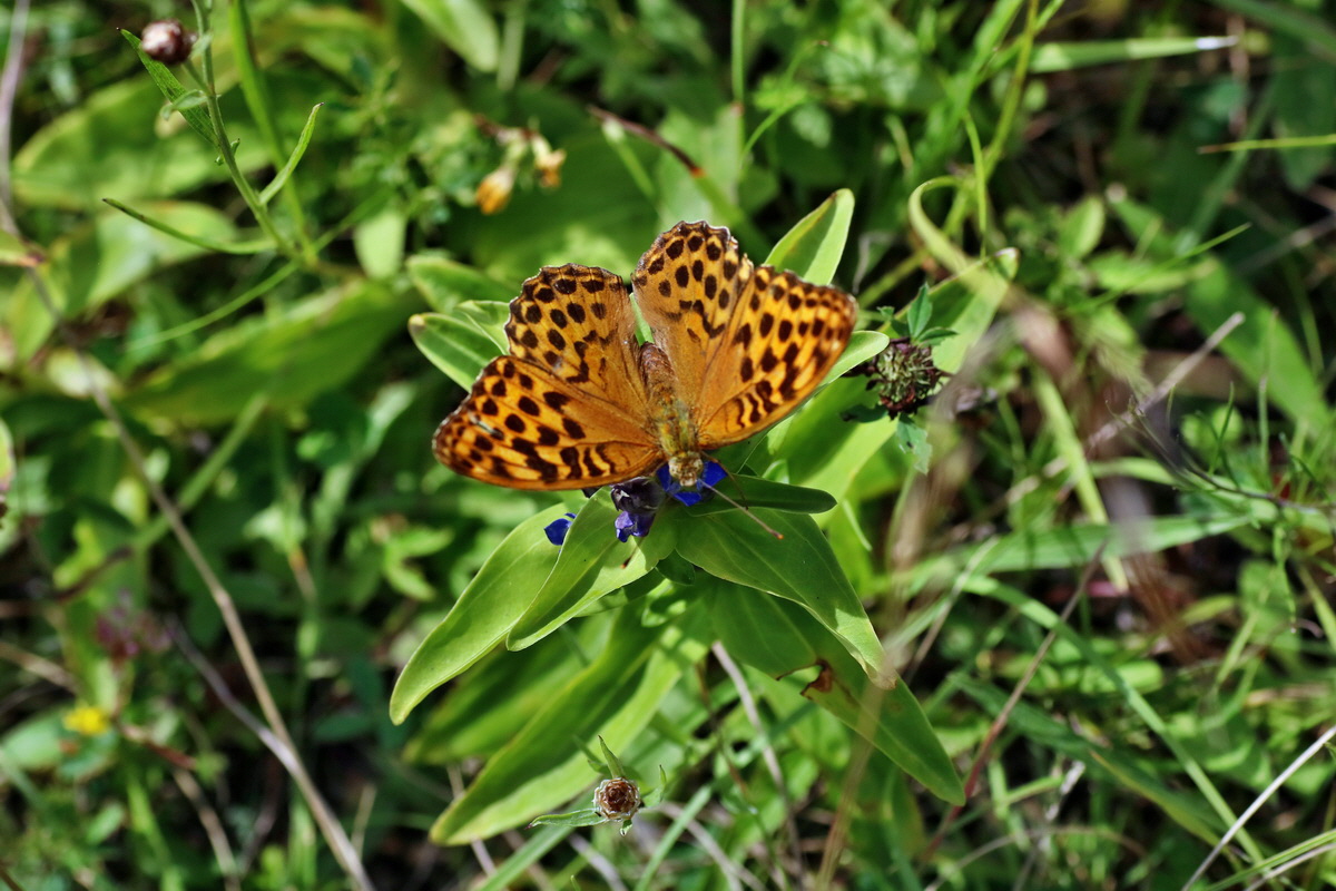 2016_07_31_025788p_Bildgr��e �ndern