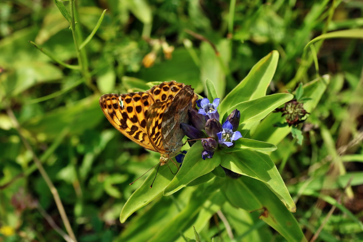 2016_07_31_025802p_Bildgr��e �ndern